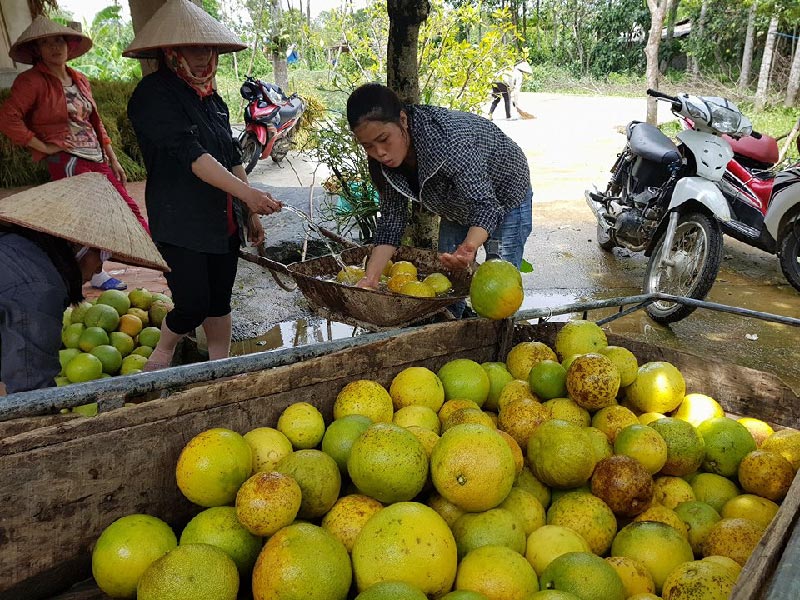 hoa quả nhập khẩu, táo Tàu, hoa quả Trung Quốc, thủy quái, dưa hấu Nhật, rùa vàng, sâm Ngọc Linh