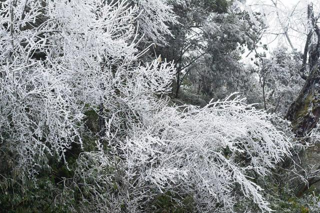 Băng tuyết trắng xóa bao phủ Mù Cang Chải, Fansipan, nhiệt độ xuống dưới 0 độ C