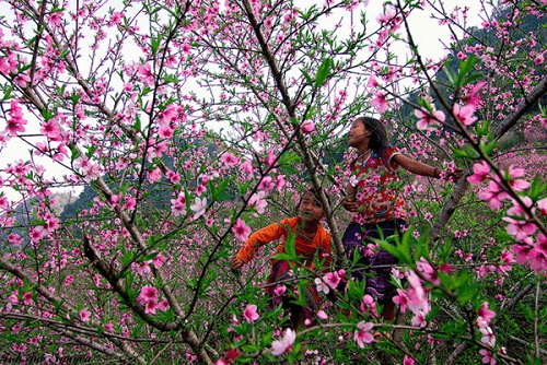 Sơn La chuẩn bị tổ chức "Ngày hội Hoa Đào"  năm 2018