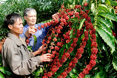 Giá nông sản hôm nay 30/1: Giá tiêu tăng lên 64.000 đ/kg, giá cà phê giảm nhẹ