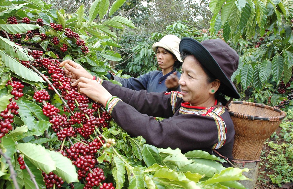 Giá nông sản hôm nay 1/2: Cà phê và hồ tiêu hôm này đều tăng mạnh