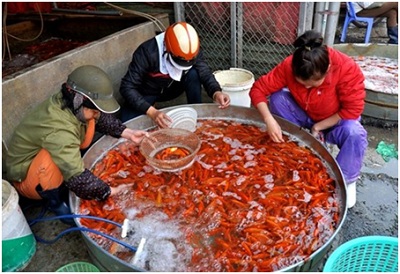 Thị trường cá chép đỏ nhộn nhịp trước ngày Tết ông Công ông Táo