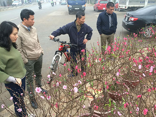 Cận Tết nguyên đán, giá đào tăng mạnh