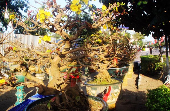 Xuất hiện mai bonsai "mini" hút khách dịp Tết Mậu Tuất