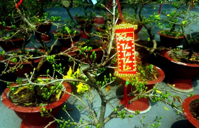 Xuất hiện mai bonsai "mini" hút khách dịp Tết Mậu Tuất