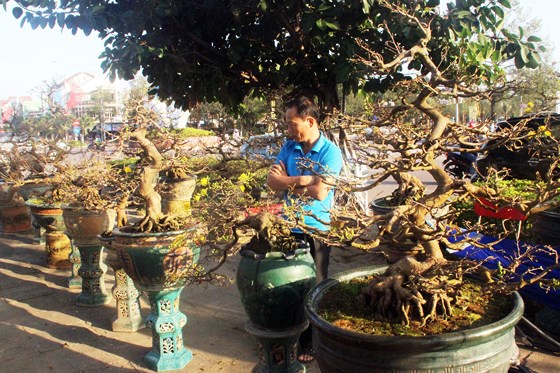 Xuất hiện mai bonsai "mini" hút khách dịp Tết Mậu Tuất