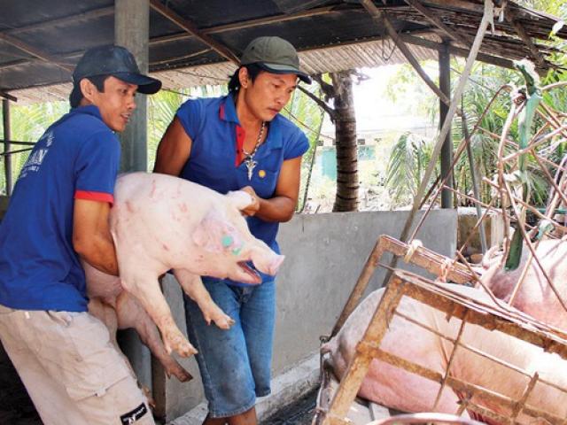 Giá heo hơi hôm nay 14/2: Thương lái ồ ạt gom mua heo Tết