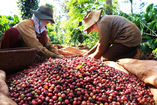 Giá nông sản hôm nay 23/2: Giá tiêu tăng 2.000 đồng/kg, cà phê giảm nhẹ