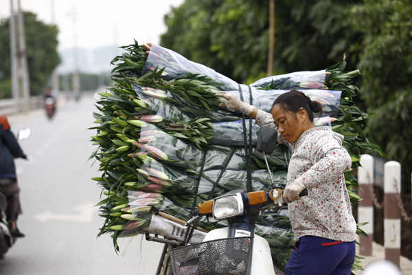 Hoa ly rẻ như cho, nhà vườn để mặc hoa rụng đỏ gốc