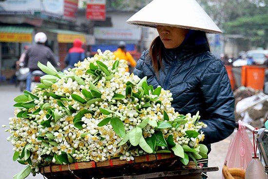 Hoa bưởi đầu mùa giá "chát" vẫn hút khách Hà Nội