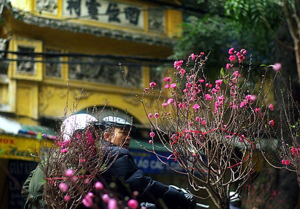 Rằm tháng Giêng: Hoa đào, hoa lê rừng giá cao vẫn hút khách