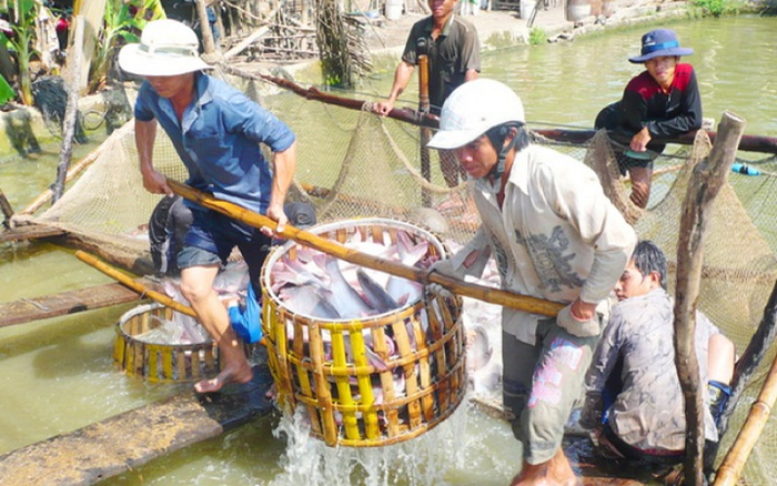 Giá cá tra cao kỷ lục: Người nuôi lãi lớn