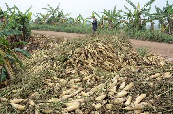Hà Nội: 500 đồng/kg củ cải không người mua, nông dân ngậm ngùi vứt bỏ hàng trăm tấn
