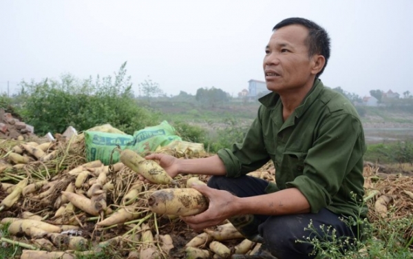 Hà Nội: 500 đồng/kg củ cải không người mua, nông dân ngậm ngùi vứt bỏ hàng trăm tấn