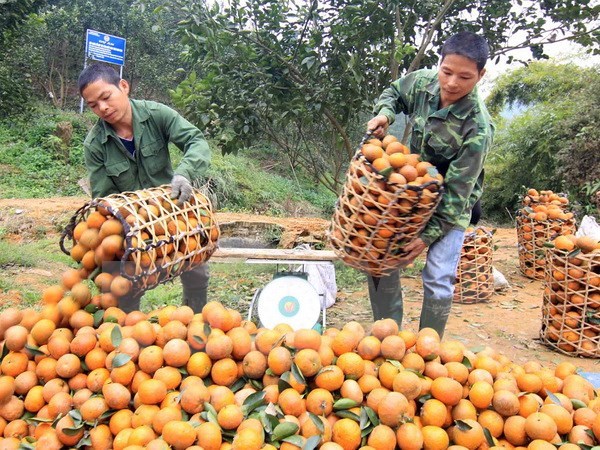 Tiêu dùng trong tuần: Giá vàng tăng mạnh, các loại rau củ quả, trứng gia cầm rớt giá thê thảm