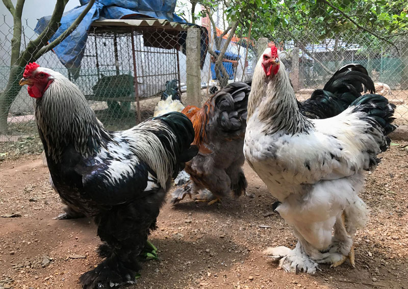 Gà khổng lồ giá 35 triệu/cặp vẫn hút dân chơi