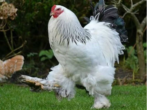 Gà khổng lồ giá 35 triệu/cặp vẫn hút dân chơi