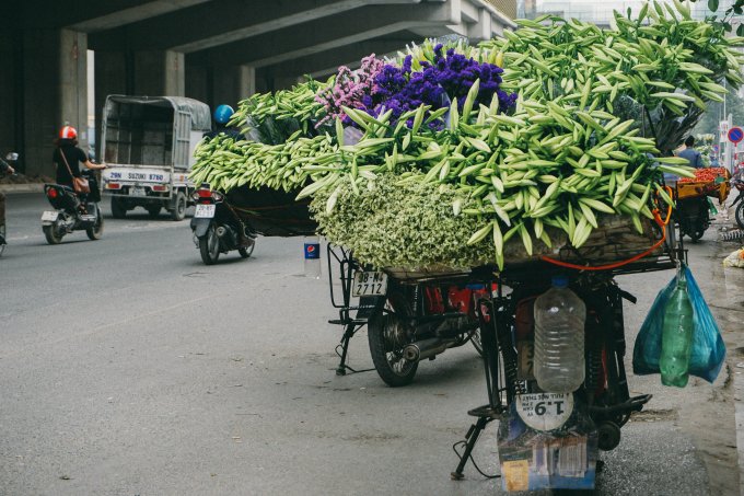 Sắc hoa loa kèn ngập tràn phố Hà Nội