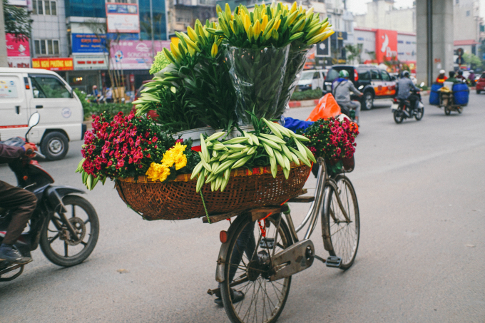 Sắc hoa loa kèn ngập tràn phố Hà Nội