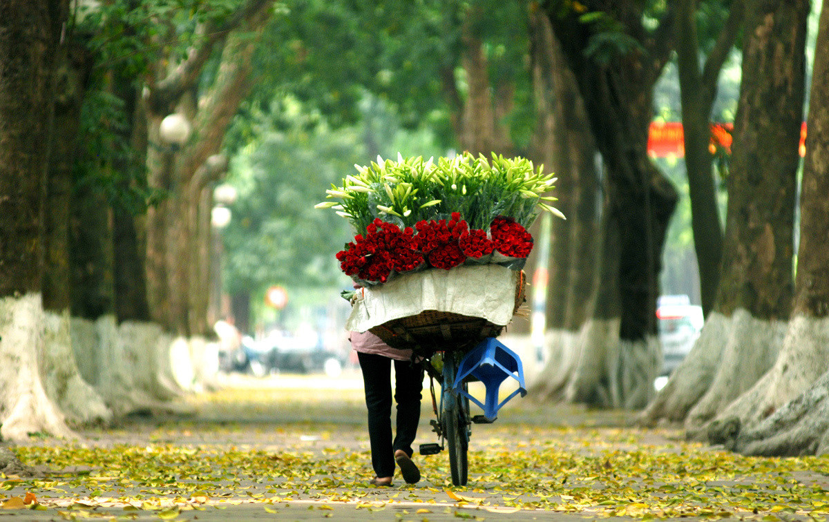 Sắc hoa loa kèn ngập tràn phố Hà Nội