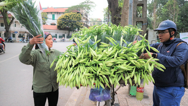 Sắc hoa loa kèn ngập tràn phố Hà Nội