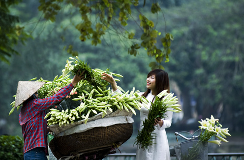 Sắc hoa loa kèn ngập tràn phố Hà Nội