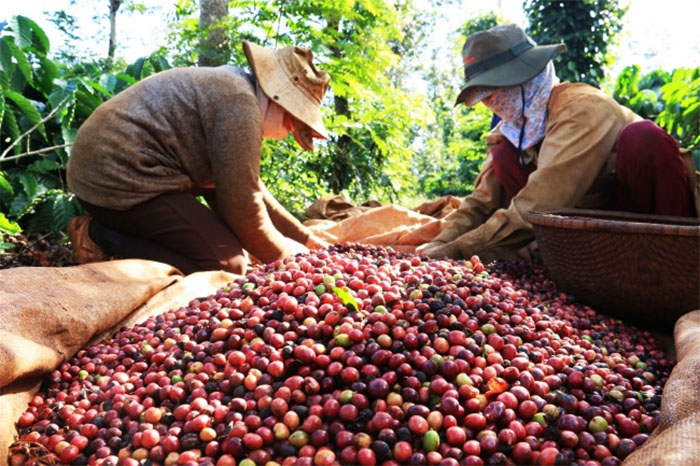 Giá nông sản hôm nay 3/4: Giá cà phê tăng 100 đ/kg, hồ tiêu giảm nhẹ