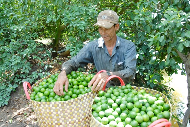 Giá chanh tăng gấp 4 lần, đắt hơn cam sành