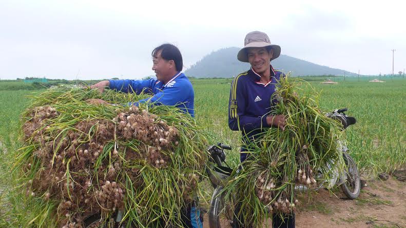 Tỏi Lý Sơn được mùa được giá, người dân lãi lớn