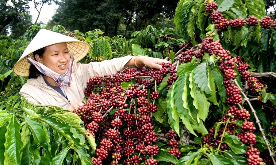 Giá nông sản hôm nay 13/4: Giá cà phê và hồ tiêu đồng loạt tăng nhẹ