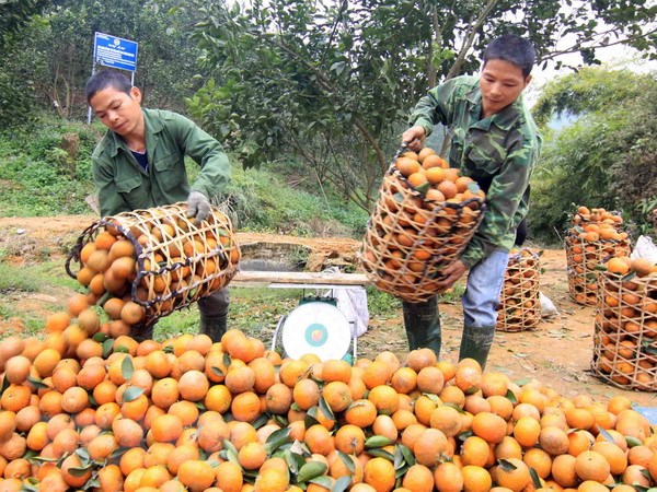 Cam sành Hà Giang rớt giá "thê thảm"