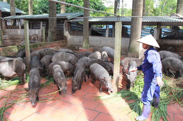 Mô tả ảnh