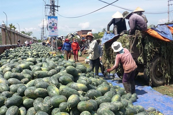 Nông dân "khóc ròng" vì dưa hấu...1.000 đồng/kg không ai mua