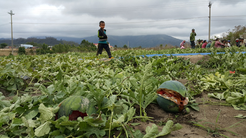 Nông dân "khóc ròng" vì dưa hấu...1.000 đồng/kg không ai mua