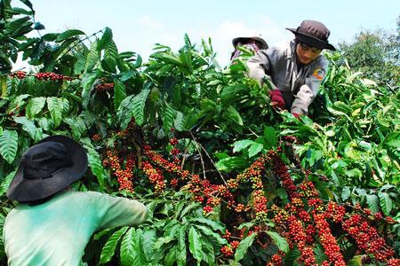 Giá nông sản hôm nay (8/5): Giá tiêu giảm mạnh 2.500 đ/kg, giá cà phê giảm nhẹ