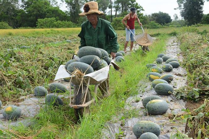 Quảng Nam kêu gọi 'giải cứu' hàng nghìn tấn dưa hấu