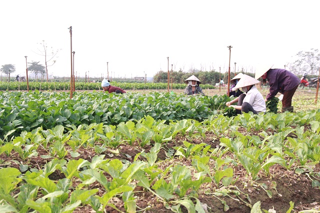 Mô tả ảnh