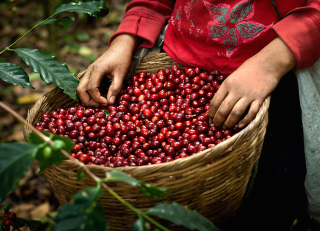 Giá nông sản hôm nay (26/5): Giá tiêu tăng 1.000 đ/kg, giá cà phê giảm nhẹ