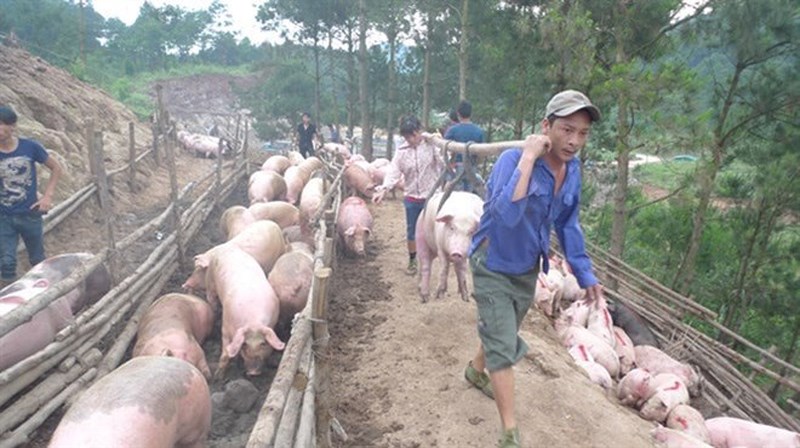 giá heo hơi, giá heo hơi hôm nay, giá lợn hơi, giá lợn hơi hôm nay