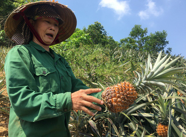 Nông dân 'khóc ròng' vì dứa 1.000 đồng/kg cũng không ai mua