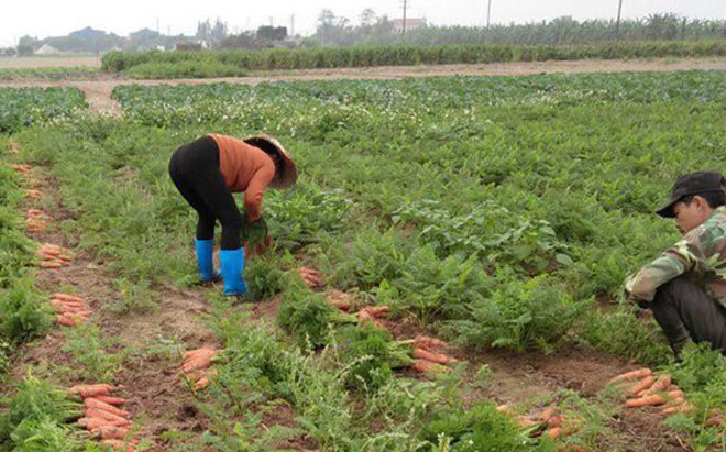 Nông dân Đà Lạt "khóc ròng" vì rau củ rớt giá thê thảm