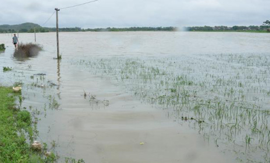 Đã có 2 người tử vong, gần 70.000 ha lúa, hoa màu ngập úng do bão số 3 Sơn Tinh