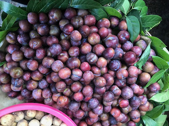 Hàng ngàn tấn mận Trung Quốc tràn ngập chợ Việt Nam