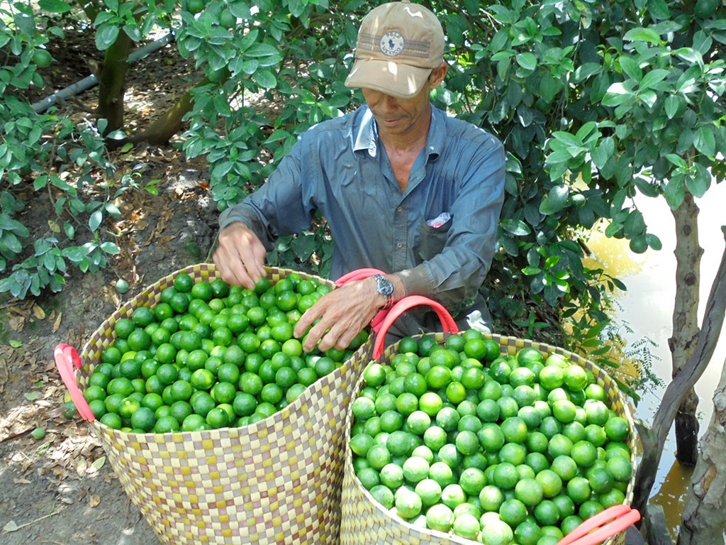 Giá chanh giảm mạnh