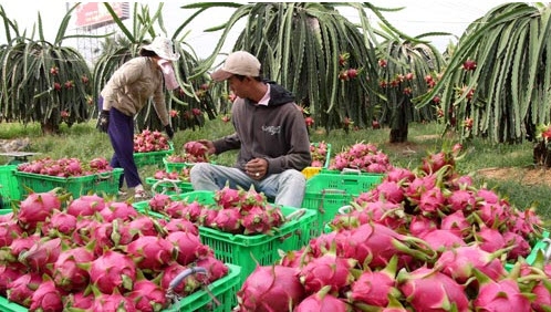 Tiêu dùng trong tuần: Giá vàng, bơ giảm, trong khi giá thanh long và rau xanh tăng mạnh