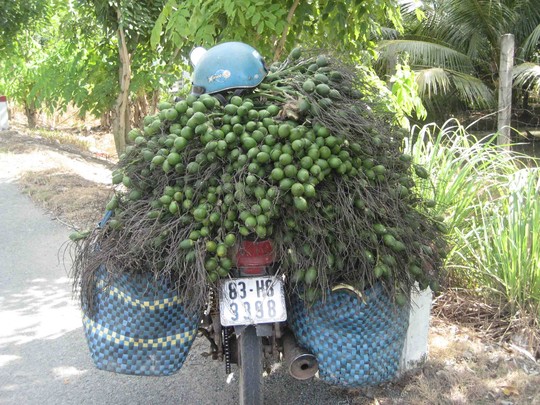 Giá cau tươi tăng mạnh, người trồng bội thu