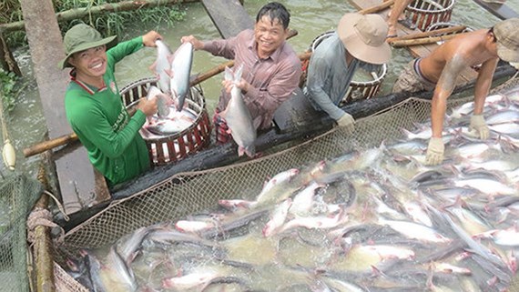 Giá cá tra tăng cao kỷ lục trong vòng 10 năm qua