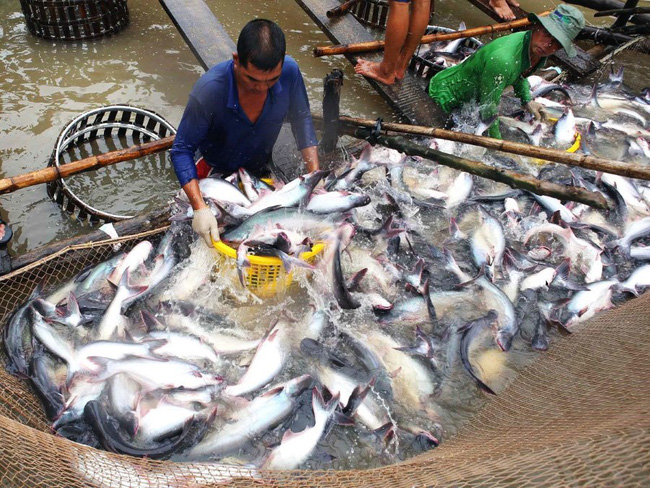 Tiêu dùng trong tuần: Vàng, tôm sú rớt giá, trong khi giá cá và thanh long tăng mạnh