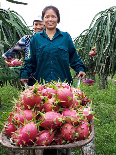 Tiêu dùng trong tuần: Vàng, tôm sú rớt giá, trong khi giá cá và thanh long tăng mạnh