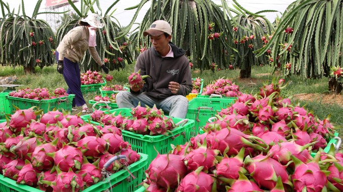 Giá thanh long thấp kỷ lục, nông dân lỗ nặng